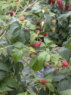 Framboisier nain remontant Autumn Belle - Rubus idaeus