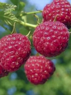Framboisier remontant Sanibelle - Rubus idaeus