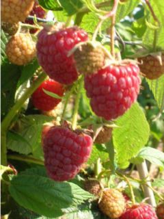 Framboisier remontant Scepter - Rubus idaeus