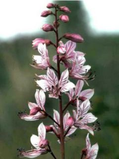 Dictamnus albus - Fraxinelle