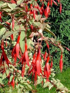 Fuchsia de Magellan 'Tricolorii'