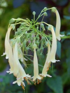 Fuchsia du Cap - Phygelius rectus Moonraker