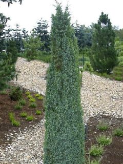 Juniperus communis Arnold - Genévrier commun