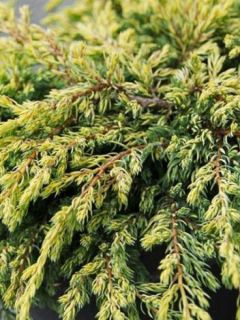 Genévrier commun - Juniperus communis Goldschatz