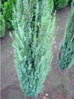 Genévrier commun - Juniperus communis Sentinel