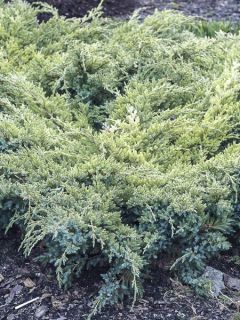 Genévrier écailleux - Juniperus squamata Dream Joy