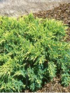 Genévrier - Juniperus x media Gold Star