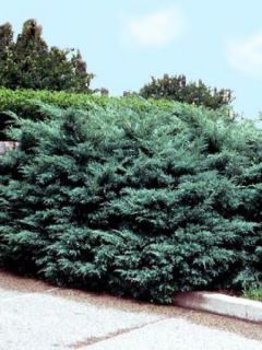 Genévrier hybride - Juniperus media Hetzii