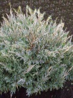 Genévrier horizontal - Juniperus horizontalis Andorra Compact
