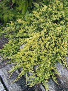 Juniperus horizontalis Golden Carpet - Genévrier rampant           
