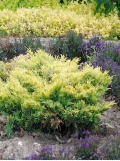 Genévrier horizontal - Juniperus horizontalis Limeglow