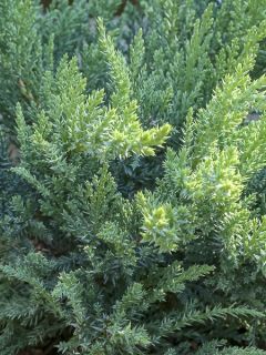 Genévrier sabine - Juniperus sabina Tam No Blight