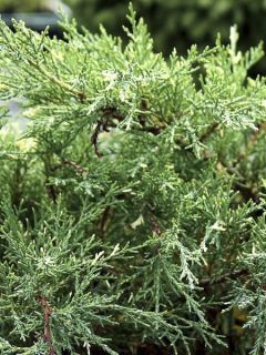 Genévrier - Juniperus pfitzeriana White Splash