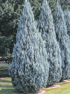 Genévrier - Juniperus scopulorum Wichita Blue