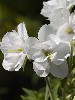 Geranium vivace pratense Laura - Géranium des près 