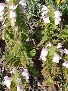 Teucrium chamaedrys Alba - Germandrée Petit-chêne