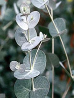 Eucalyptus gunnii Azura - Gommier cidre