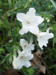 Lithodora diffusa Alba - Grémil blanc