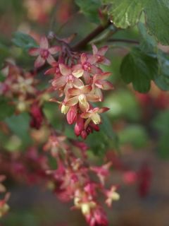 Ribes gordonianum - Groseiller de Gordon