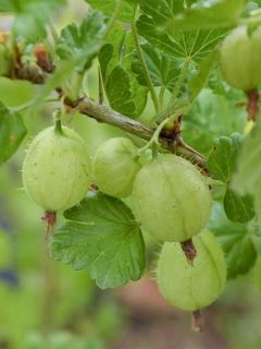 Groseillier à maquereaux Lady Delameen  - Ribes uva crispa