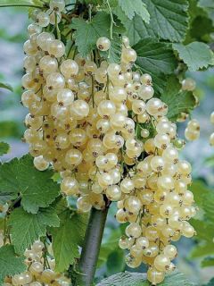 Groseillier à grappes blanches Witte Parel ou White Pearl - Ribes rubrum