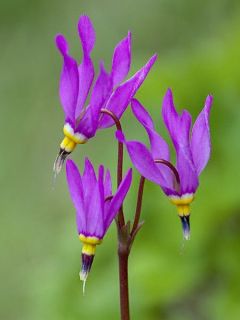 Dodecatheon pulchellum Red Wings, Gyroselle