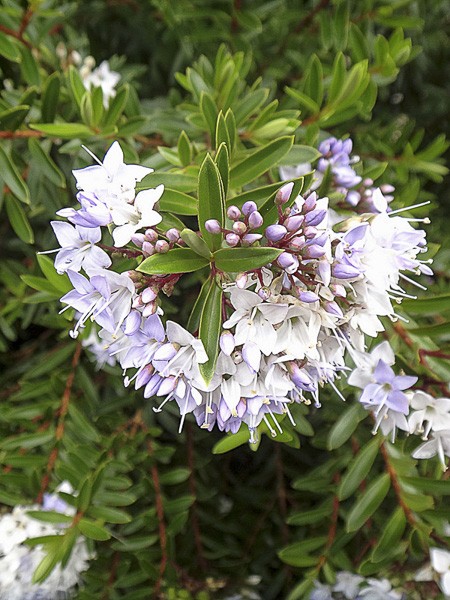 Plantes Hebe Pinguifolia Mix De 6 | Arbustes Extérieur Rustiques | Pot 10.5cm | Hauteur 15-20cm | Pour Jardin