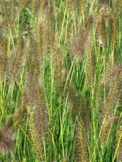 Pennisetum alopecuroides Goldstrich - Herbe aux écouvillons