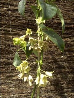 Pois de senteur Old Sweet Scent - Lathyrus odoratus grandiflora