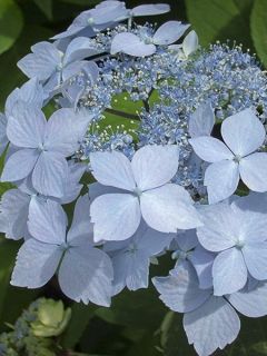 Hortensia - Hydrangea serrata Blue Deckle