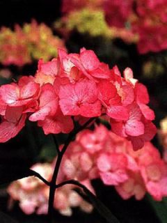 Hortensia - Hydrangea serrata Precioza