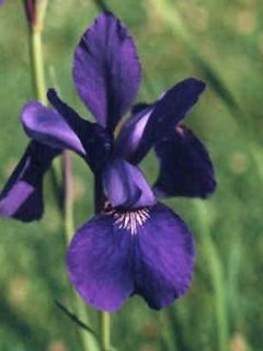 Iris de Sibérie - Iris sibirica Blue King