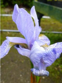 Iris de Sibérie - Iris sibirica Blue Moon