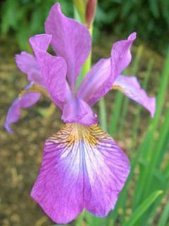 Iris de Sibérie - Iris sibirica Illini Charm