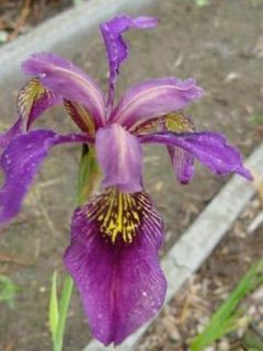 Iris sibirica Ruby Wine - Iris de Sibérie