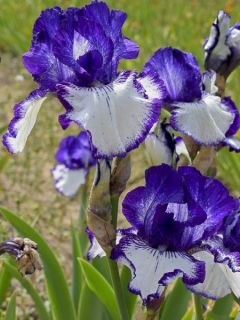 Iris germanica Art Déco