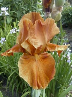 Iris germanica Brindisi - Iris des Jardins Brindisi