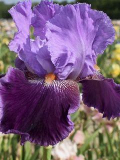 Iris germanica Buc Joyeux Anniversaire - Iris des jardins remontant