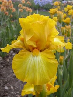 Iris des jardins 'Gold Galore'