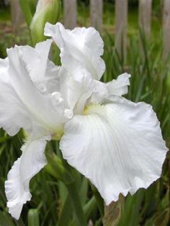 Iris des jardins 'Immortality'