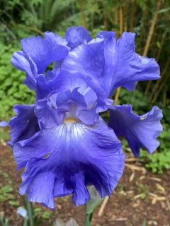 Iris germanica Yaquina Blue -  Iris des Jardins