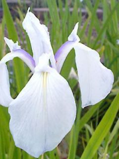 Iris laevigata Snowdrift
