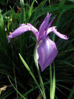 Iris des rives