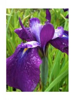 Iris du Japon - Iris ensata Sea of Amethyst