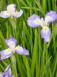 Iris du Japon - Iris ensata Gracieuse