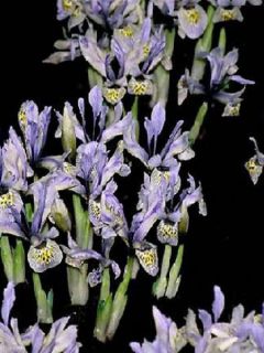 Iris reticulata Katharina Hodgkin