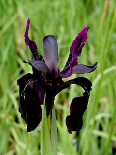 Iris chrysographes Black Knight