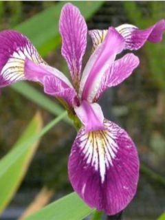 Iris versicolor Kermesina