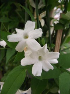 Jasmin blanc, officinal - Jasminum officinale Affinis livré en hauteur 60 cm en pot de 1,5l/2l