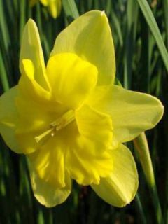 Narcisse Tripartite - Narcisse à couronne fendue